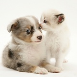 Birman-cross kitten with Sheltie pup