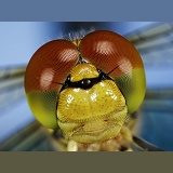 Common Darter Dragonfly eyes