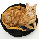Ginger cat in a cat bed