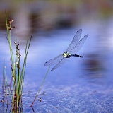 Southern Hawker Dragonfly in flight