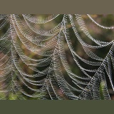 Spider's Web in the wind