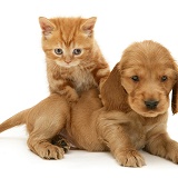 Golden Cocker Spaniel puppy and ginger kitten