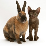 Brown Burmese-cross kitten with Rex rabbit