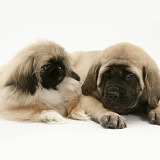 Pekingese and English Mastiff pups