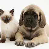 English Mastiff pup with young Birman-cross cat