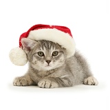 Grey kitten wearing a Santa hat
