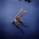 Common Frog diving into water