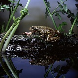 Common Frog feeding