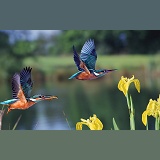 European Kingfishers in flight