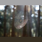 Garden Spider web