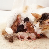 Calico cat licking her newborn kittens