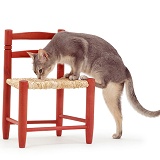 Cat sniffing chair seat where another has been