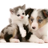Sheltie pup and playful kitten