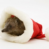 Hedgehog in a Santa hat