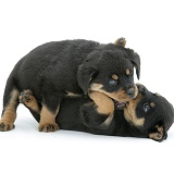 Two Rottweiler pups play-fighting