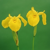 Yellow Iris flowers on green background