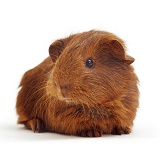 Red Guinea piglet