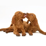 Hungarian Vizsla puppies 'kissing'