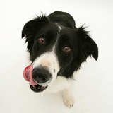Black-and-white Border Collie bitch licking her lips