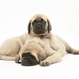 Sleepy fawn English Mastiff pups