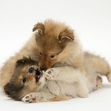 Sable Shetland Sheepdog pups play-fighting