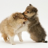 Sable Shetland Sheepdog pups play-fighting