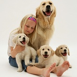 Child with Golden Retriever bitch and three pups