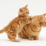 Red tabby British Shorthair mother cat and kitten