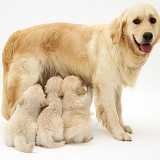 Mother Golden Retriever and pups