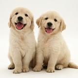 Two Golden Retriever pups sitting
