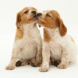 Brittany Spaniel pups, 6 weeks old