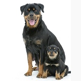 Rottweiler bitch sitting with a pup