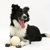 Border Collie bitch lying with her favourite ball