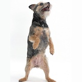 Border Terrier bitch on her hind legs