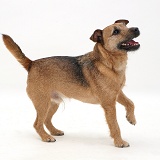 Border Terrier-cross dog standing, looking up eagerly