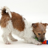 Jack Russell Terrier pouncing a toy