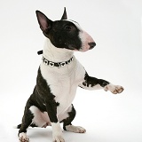 English Bull Terrier sitting, giving a paw