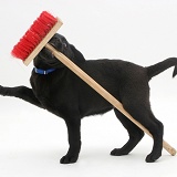 Black Labrador pup playing with a child's broom