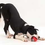 Border Collie pup playing with her squeaky ball