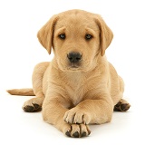 Yellow Labrador Retriever pup lying, paws crossed