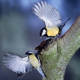 Great Tit and Blue Tit arguing