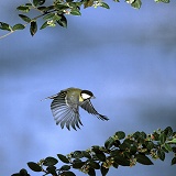 Great Tit flying