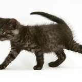 Black smoke shorthair kitten walking across
