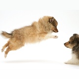 Sable Shetland Sheepdog (Sheltie) pups at play