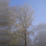 Rime on beech trees