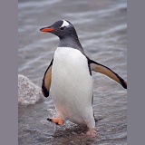 Gentoo Penguin
