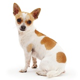 Smooth-haired Chihuahua