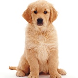 Golden Retriever pup