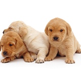 Trio of Labrador pups