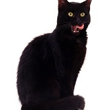 Black cat licking her lips